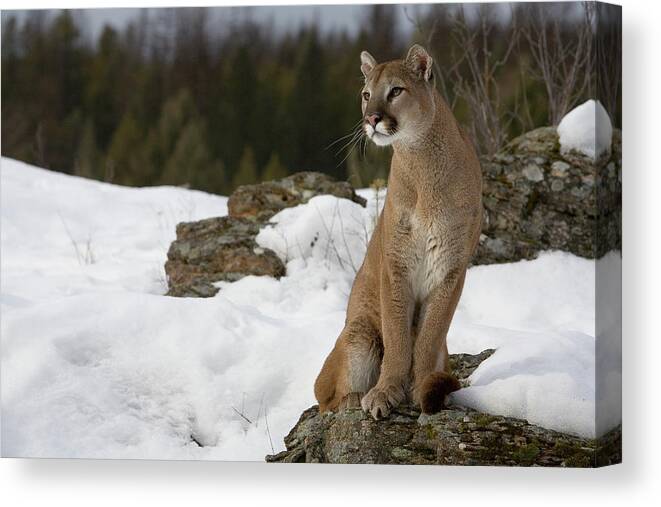 Mp Canvas Print featuring the photograph Mountain Lion Puma Concolor Sitting by Matthias Breiter