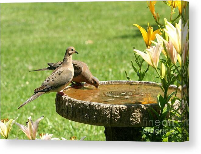 Nature Canvas Print featuring the photograph Mourning Doves by Jack R Brock