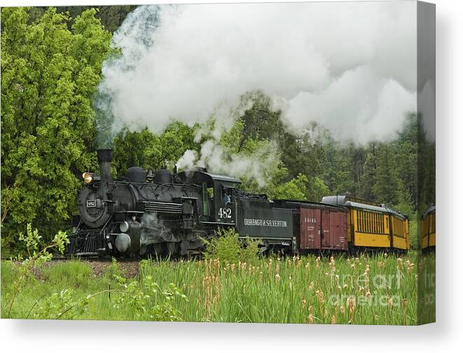 Trains Canvas Print featuring the photograph Mudhen and Cattails by Tim Mulina