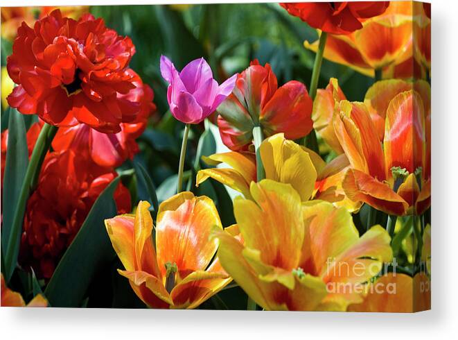 Spring Flowers Canvas Print featuring the photograph Multi-colored Tulips in Bloom by Tim Mulina