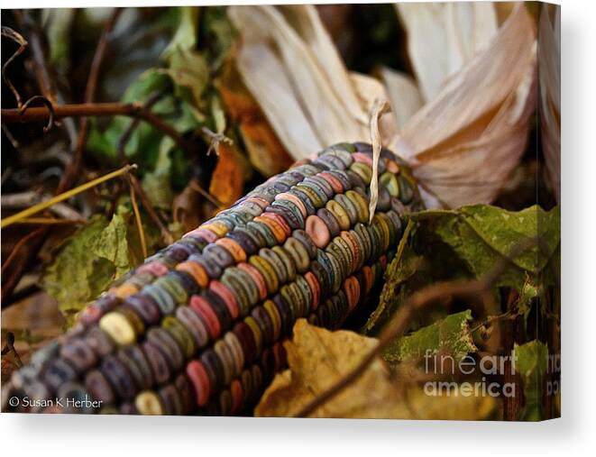 Outdoors Canvas Print featuring the photograph Multi Colors by Susan Herber