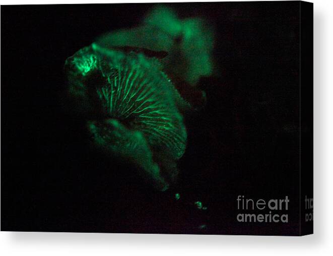 Luminescent Canvas Print featuring the photograph Mushroom Bioluminescence by Ted Kinsman