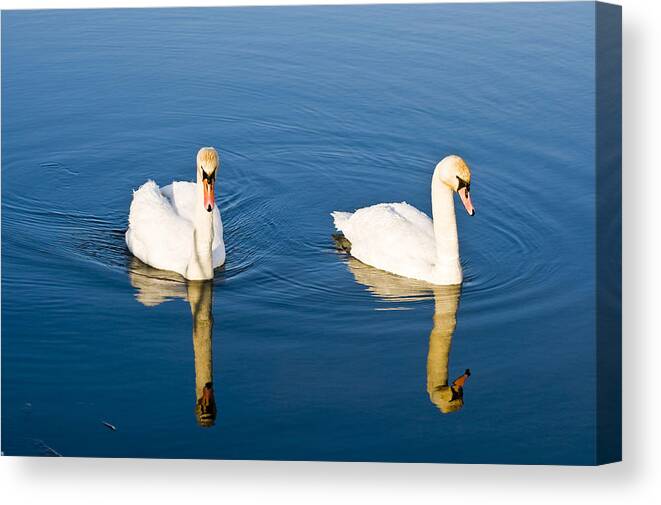 Swan Canvas Print featuring the photograph Muted by Rob Hemphill