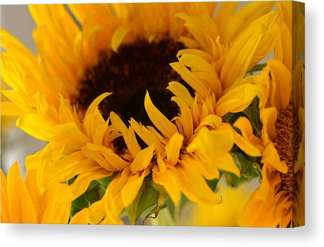 Sunflower Canvas Print featuring the photograph My Little Slice of Sunshine by Tanya Tanski