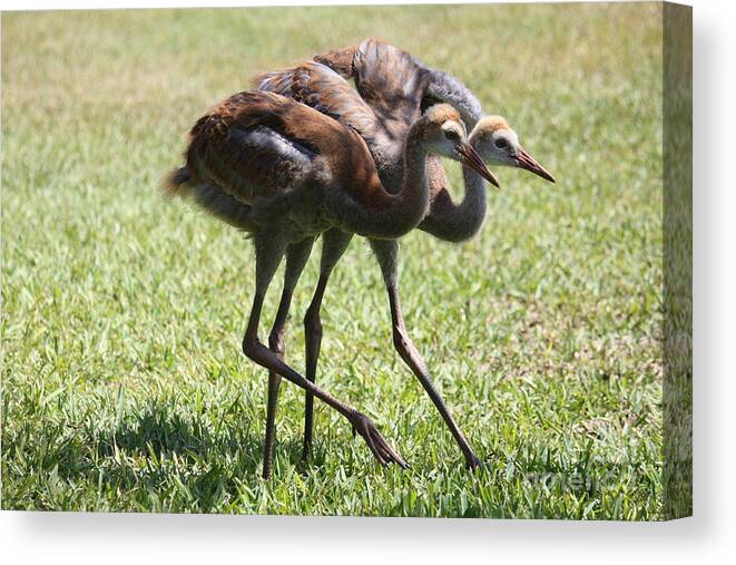 Sandhill Cranes Canvas Print featuring the photograph Neck and Neck by Carol Groenen