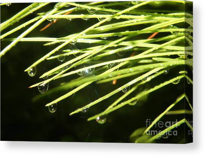 Pine Needles Canvas Print featuring the photograph Needle Gems by Lynda Dawson-Youngclaus