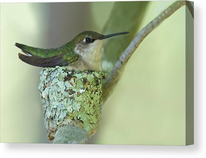 Ruby-throated Hummingbird Canvas Print featuring the photograph Nesting Ruby-Throated by Dale J Martin