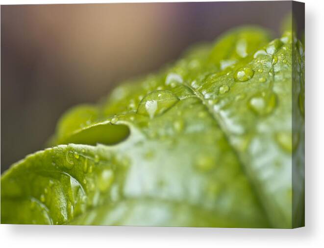 Leaf Canvas Print featuring the photograph New Beginnings by Priya Ghose