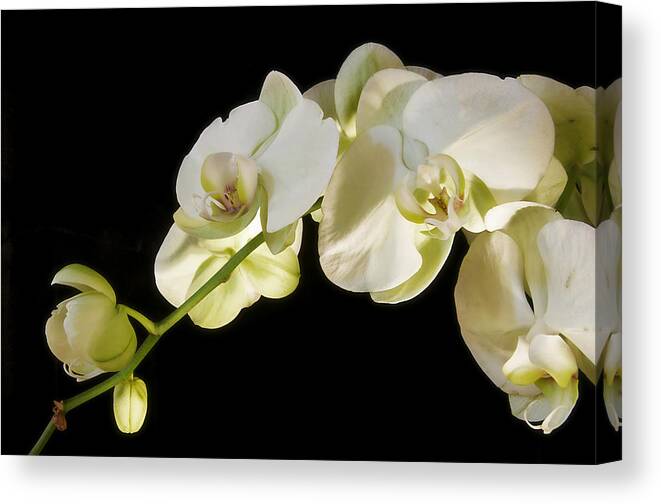  Florals Canvas Print featuring the photograph Night Light by Pamela Steege