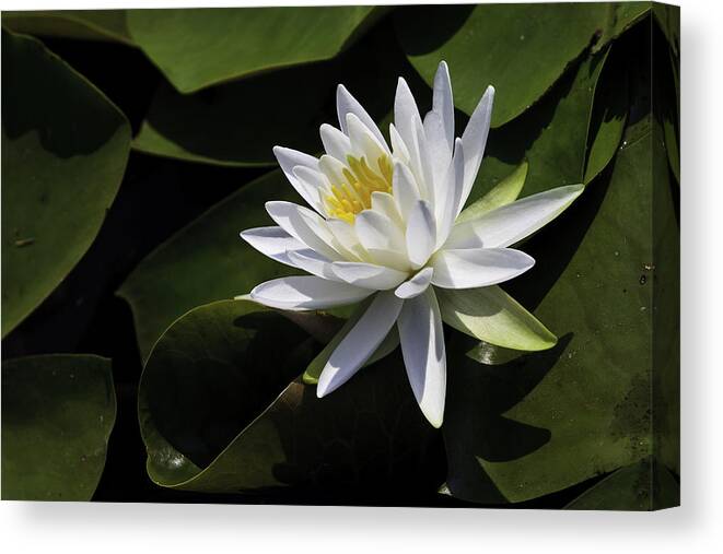 Kenilworth Aquatic Park Canvas Print featuring the photograph Nymphaea marliacea 'Albida' by Perla Copernik