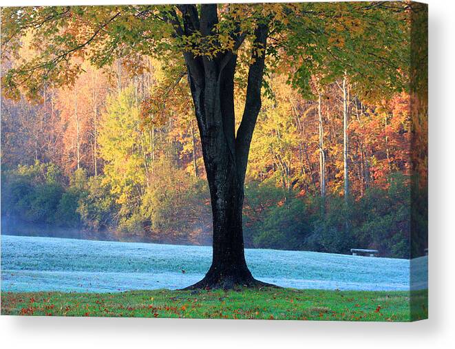 Autumn Canvas Print featuring the photograph Oak and forest in fall time by Emanuel Tanjala