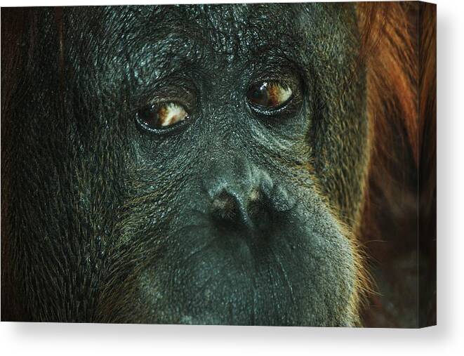 Orangutan Canvas Print featuring the photograph Oh Gee I wanted that by John Handfield