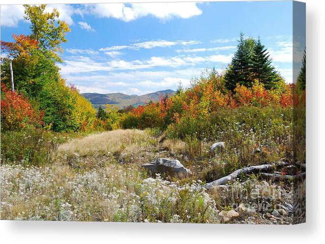 Landscape Canvas Print featuring the photograph Old Logging Road by Marie Fortin