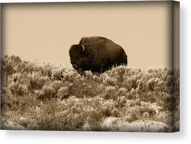 Buffalo Canvas Print featuring the photograph Old Timer by Shane Bechler