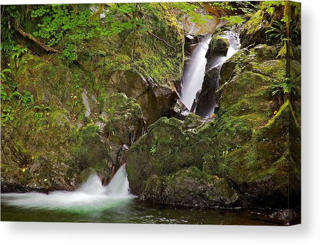 Landscape Canvas Print featuring the photograph Olympic National Forest by Joseph Urbaszewski