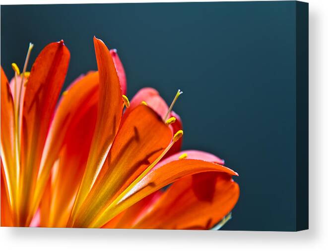 Flower Canvas Print featuring the photograph Orange and Blue by Justin Albrecht