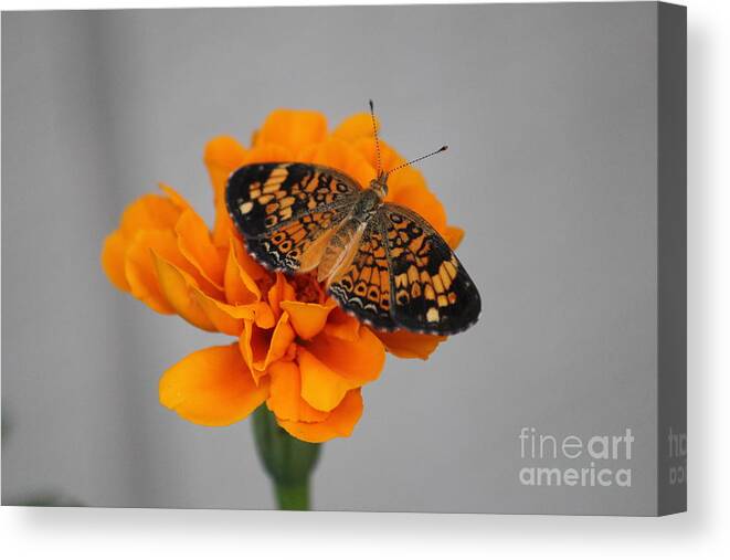 Orange Canvas Print featuring the photograph Orange Butterfly 1 by Sheri Simmons