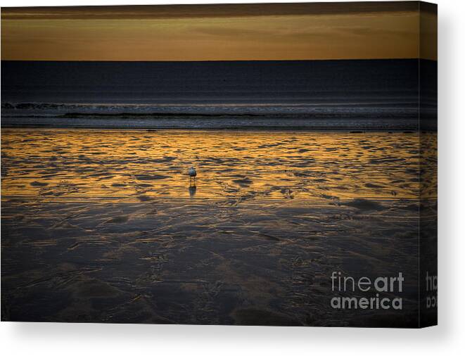 Orange Canvas Print featuring the photograph Orange Crush by Brenda Giasson