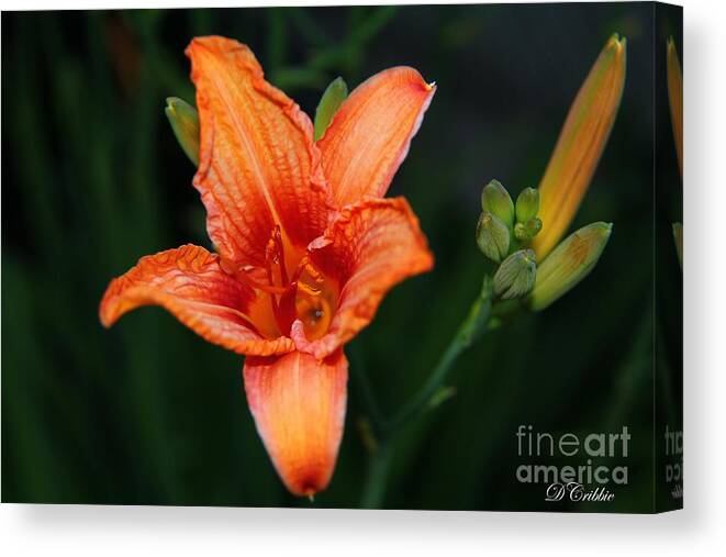 Lily Canvas Print featuring the photograph Orange Lily by Davandra Cribbie