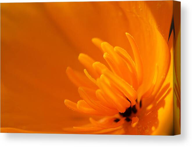 Flower Canvas Print featuring the photograph Orange Poppy by Marie Jamieson