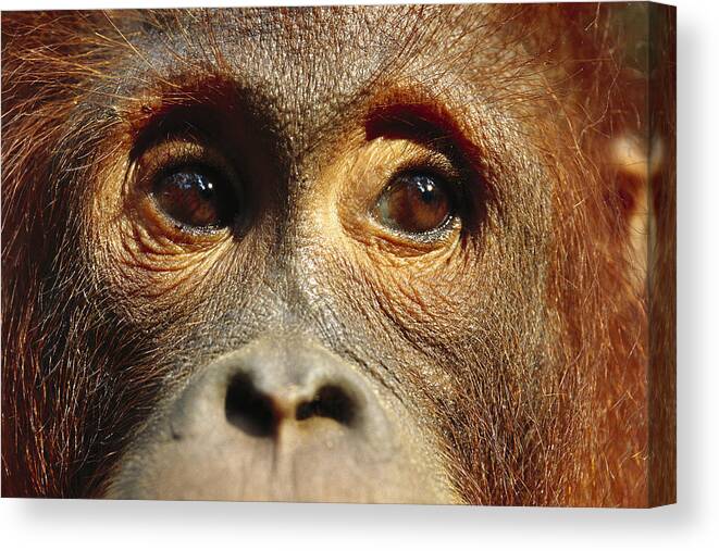 00620242 Canvas Print featuring the photograph Orangutan Eyes Borneo by Cyril Ruoso