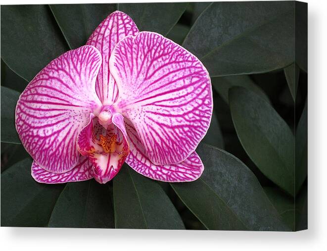 Pink Canvas Print featuring the painting Orchid by Pat Exum