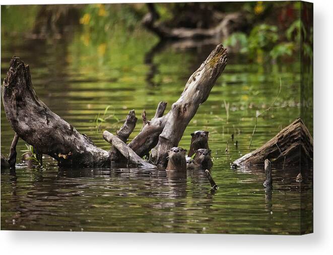 Otter Canvas Print featuring the photograph Otter Family Portrait by Michael Dougherty