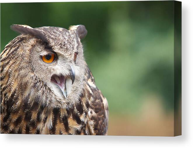  Canvas Print featuring the photograph Owl by Josef Pittner