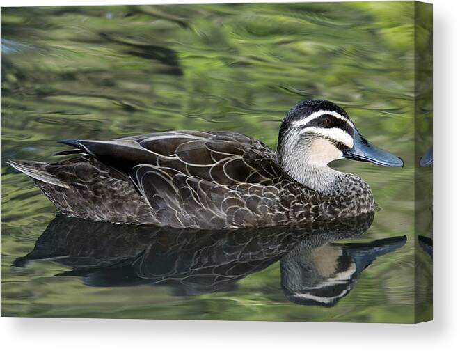Anas Superciliosa Canvas Print featuring the photograph Pacific Black Duck by Tony Camacho