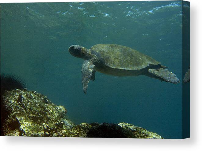Mp Canvas Print featuring the photograph Pacific Green Sea Turtle Chelonia Mydas by Pete Oxford