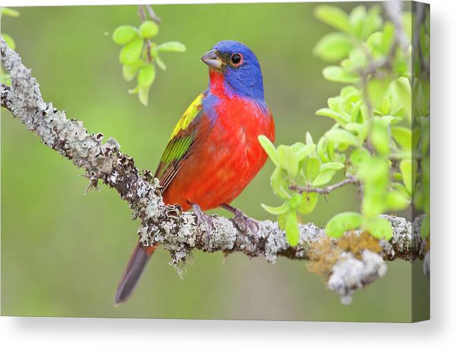 Painted Bunting Canvas Print featuring the photograph Painted Bunting by D Robert Franz