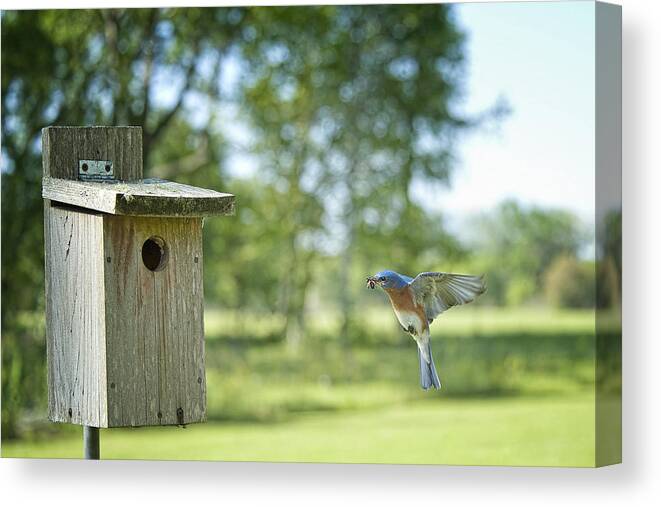  Male Eastern Bluebird Canvas Print featuring the photograph Papa Bluebird Bringing Supper Home by Bonnie Barry
