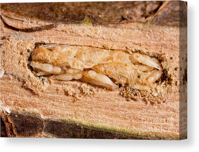 Animal Canvas Print featuring the photograph Parasitized Ash Borer Larva by Science Source