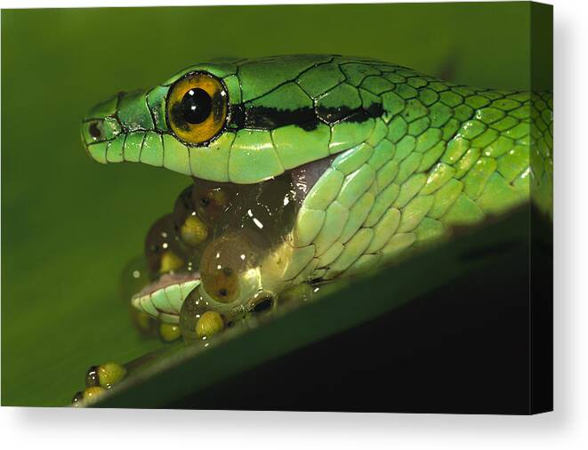 00760054 Canvas Print featuring the photograph Parrot Snake Eating Tree Frog Eggs by Christian Ziegler