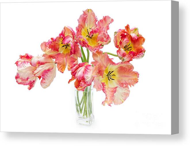 Tulip Canvas Print featuring the photograph Parrot Tulips in a Glass Vase by Ann Garrett