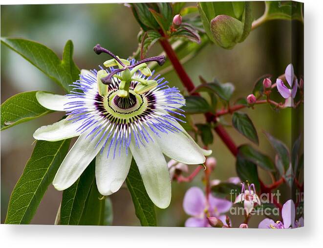 Flower Canvas Print featuring the photograph Passion Flower by Teresa Zieba