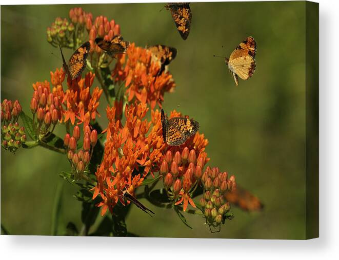 Pearly Crescentpot Butterfly Canvas Print featuring the photograph Pearly Crescentpot Butterflies Landing On Butterfly Milkweed by Daniel Reed