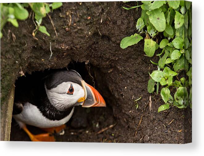 Puffin Canvas Print featuring the photograph Peeping Puffin by Justin Albrecht
