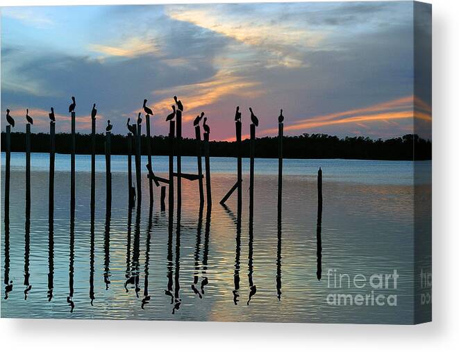 Pelicans Canvas Print featuring the photograph Pelican resting end of day by Dan Friend