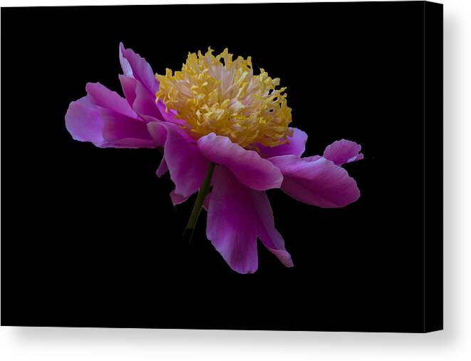 Peony On Black Background Canvas Print featuring the photograph Peony Number One by David Hamilton