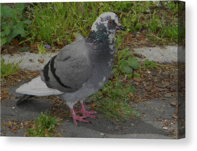 Pigeon Canvas Print featuring the photograph Pigeon by Manuela Constantin