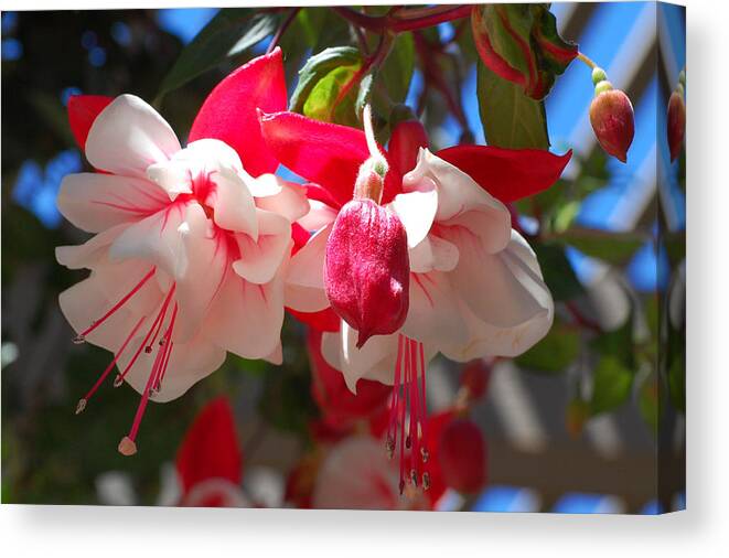 Flower Canvas Print featuring the photograph Pink and Red Fuchsia by Amy Fose