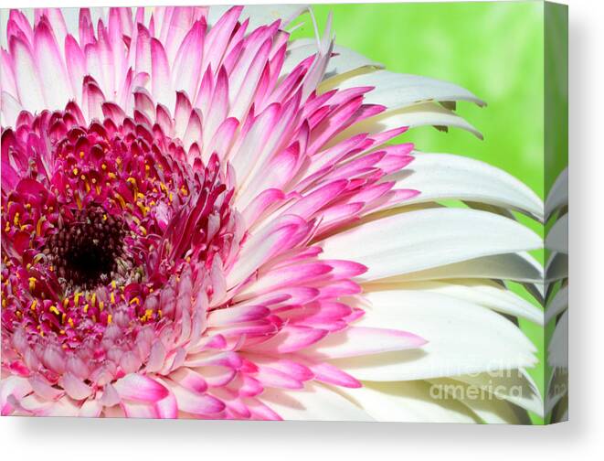 Flower Canvas Print featuring the photograph Pink and white Gerbera by Jim And Emily Bush