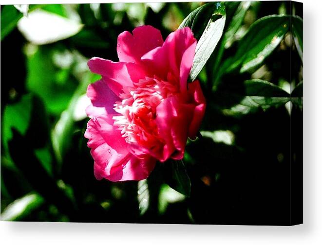 Flower Canvas Print featuring the photograph Pink by Brian Roberts