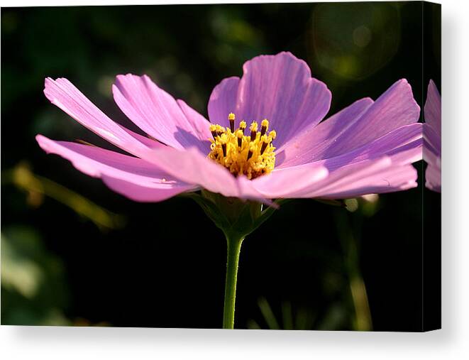 Anniversary Canvas Print featuring the photograph Pink cosmea rose by Emanuel Tanjala