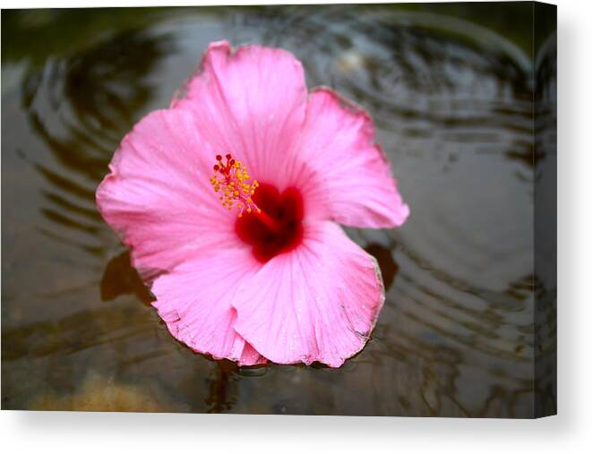 Pink Canvas Print featuring the photograph Pink Flower by Snow White