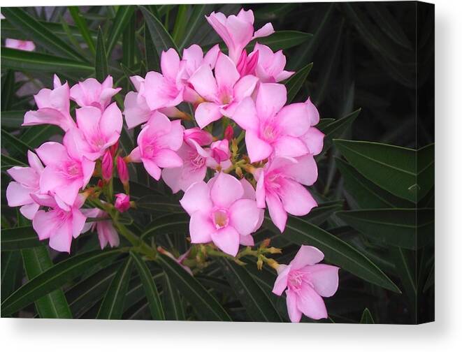 Oleander Canvas Print featuring the photograph Pink Lady 5 by Jayne Kerr 