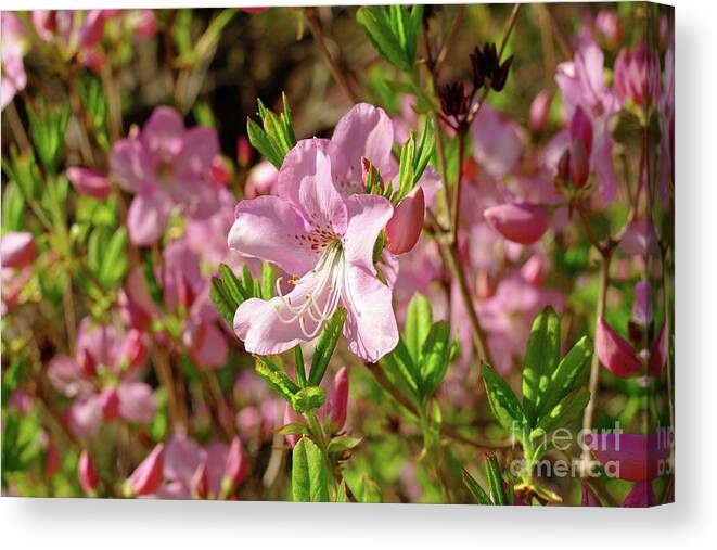 Magnolia Canvas Print featuring the photograph Pink Magnolia by Dariusz Gudowicz