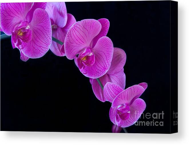 Orchid Canvas Print featuring the photograph Pink Orchid ll by Dana Kern