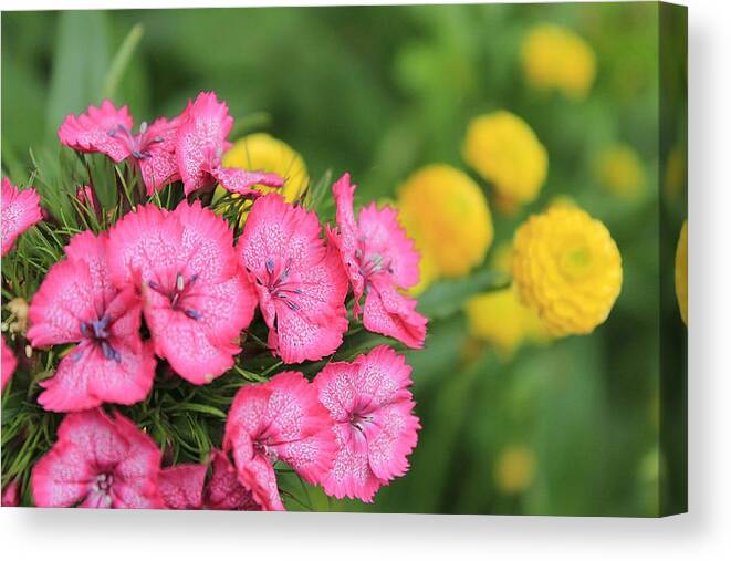 Hovind Canvas Print featuring the photograph Pink Phlox and Yellow Buttons by Scott Hovind